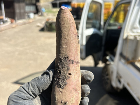 熊本県産オーガニックさつまいも！訳ありふくむらさき【紫芋の中で最高糖度】（箱込み5kg）抗酸化作用のアントシアニンが豊富！