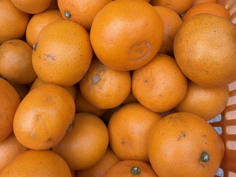 【訳ｱﾘ小玉！】【濃厚でジューシー♪】🍊希少品種 せとか ２.５kg🍊とろける濃厚甘み！果汁じゅわっ 【柑橘の大トロ／離島育ち】皆さん大好き濃厚小玉✨