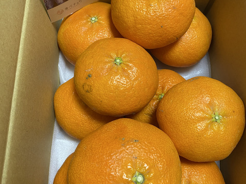 《みかんのある暮らし》三代目の月替わり定期便3kg~5kg+α