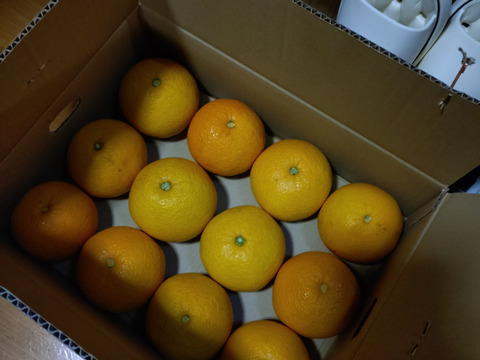 【特別栽培】和歌山県産　八朔(5kg)【地蔵サイズ】