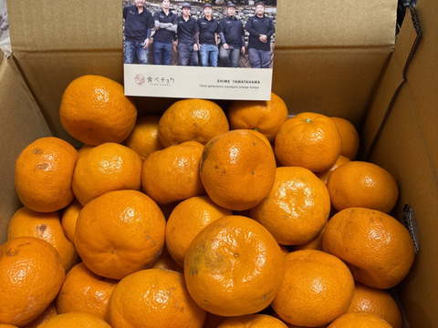 【訳あり】頂みかん5ｋｇ