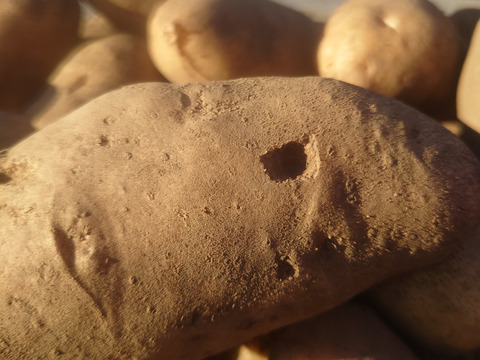 【ちょっと訳有❗】じゃがいも【ホッカイコガネ】大きさ色々　60サイズ　1.8kg　
※商品説明をご一読の上、「常温便」、「クール便」をご指定下さいませ