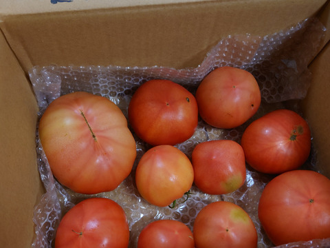 【訳アリB級品】ふぞろいのトマトたち【福岡県産桃太郎トマト】