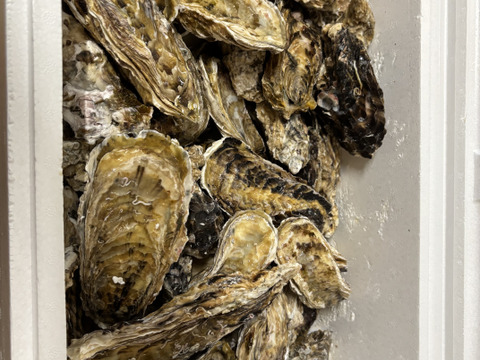 【水産庁補助事業　送料無料】🦪 生食用８ｋｇ（56~130粒） 殻付き 牡蠣 牡蛎 殻付き牡蛎 kaki カキ 松島牡蠣屋 BBQに最適🔥 海産物 オイスター 生牡蠣