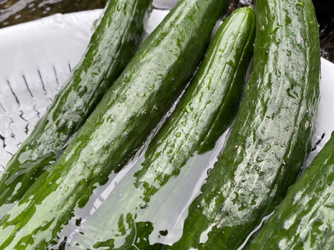 期間限定　夏の高原きゅうり　2キロ　夏野菜　朝採り(kyuri)