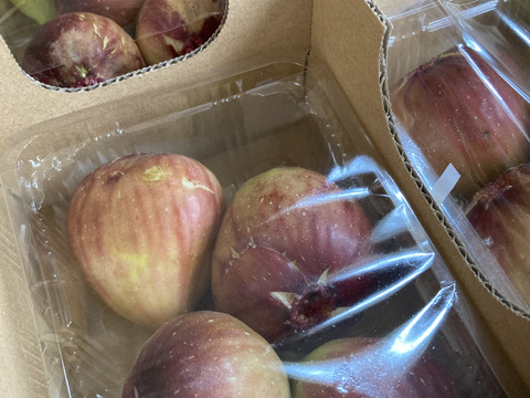 【ご家庭用】朝採りいちじく1箱