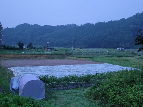 農薬不使用でサラダもできるシャキシャキ水菜1kg