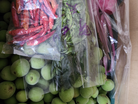 希少な自然農法栽培　農薬不使用 自慢の青梅 サイズ無選別   3キロ以上と、サービスでその日に採れた野菜もお入れしてお送りいたします。