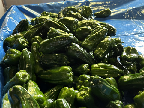 『淡路島五色産さららピーマン　規格外約3kg』少し不恰好ですが中身で勝負！