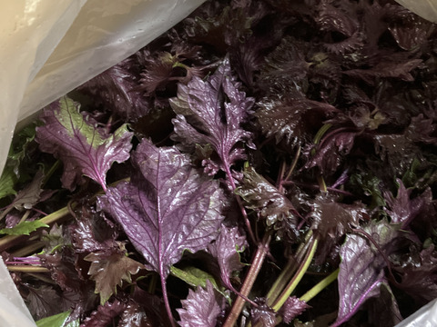 1.5kg【直ぐ発送】自然の香る赤紫蘇！農薬不使用！朝採り新鮮！