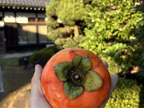 【家庭用・たっぷり3.5kg】甘柿の王様！甘くてジューシーな富有柿｜サイズ無選別