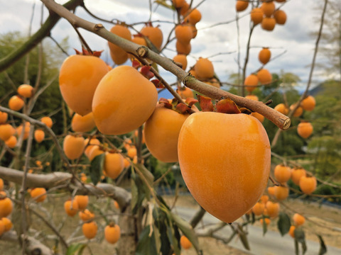 ★干し柿用　秀品！！　大サイズ　40～45個　正味10kg～　愛宕柿　枝つき　慣行栽培品　渋柿