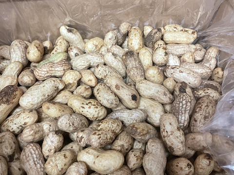 全国送料無料ギフト 予約販売】生落花生 おおまさり 訳アリ3㎏：千葉県産のおお 野菜