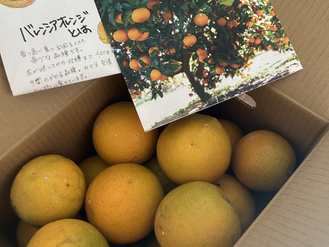 3kgとみこばぁばのバレンシアオレンジ【希少種】【朝市限定】