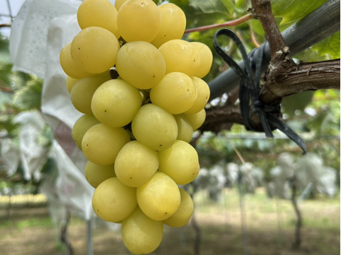 まるせい果樹園のぶどう　　ゴールデンシャイン(ハニーシャインマスカット、金色シャインマスカット)シャインマスカット　1ｋ　(1~4房)　自家用　贈答用答用　oｓ5