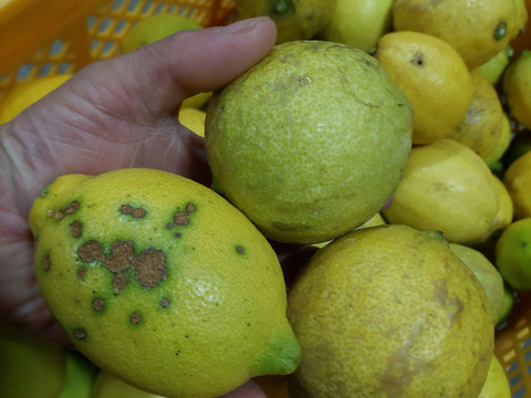 段々畑のレモン【超訳あり】5kg（箱込）