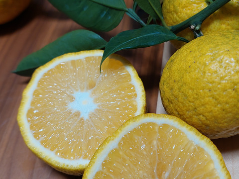 ジャバラ【超訳あり】5kg(箱込)