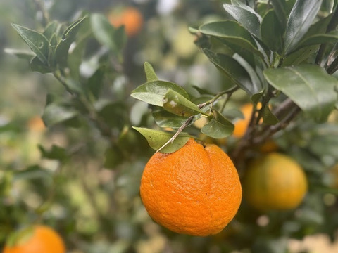 鹿児島・枕崎の太陽育ち【ポンカン】５㎏