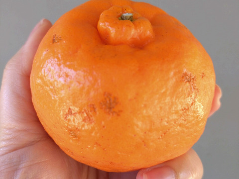 【加工用】土佐の温暖な気候で、うま味がギュッ！！と詰まったぽんかん（キズ大め　M～２Ｌ　５キロ）