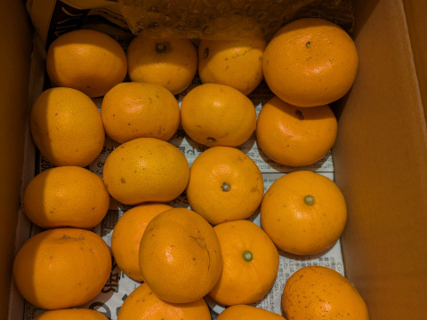 最終せとか小粒　　せとか段々畑育ちすぐ発送7箱まで送料一緒
】せとか1.5kg小粒今食べごろいつもの石野水産ルール同梱もどうぞ！！常温品は送料同じ！クールは４４０円からになるかと。