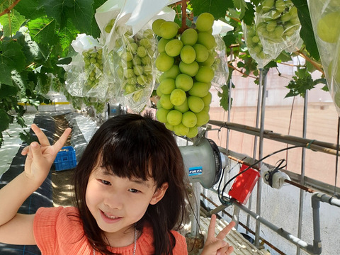 【福袋2025】皮ごと食べられる高級青ぶどうシャインマスカット３房（約1.8㎏）