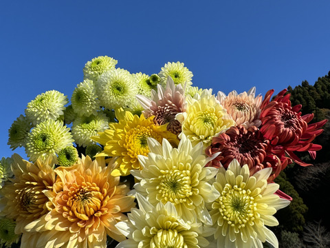 【年末年始限定】新年に華やかな菊（マム）を！おまかせ10本セット（60ｃｍ）