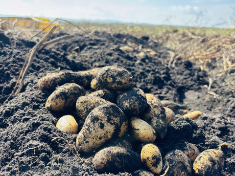 ※プロが選ぶ本格派※愛され食され40年『雪夏稚くん』のホッカイコガネ20kg