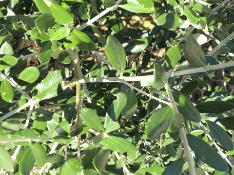 【メール便】オリーブの枝 オリーブ枝葉 10本【自然栽培】🌿枝葉付きオリーブ / リース スワッグ ドライフラワーなどにも🌿