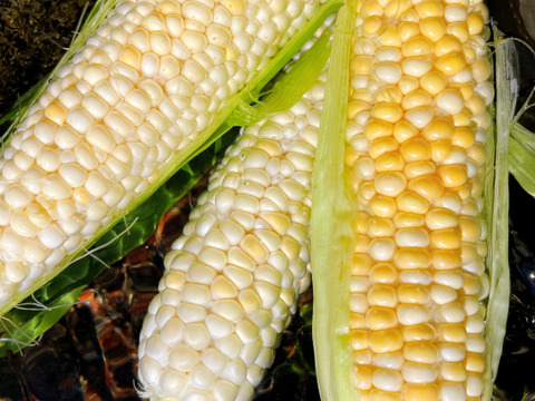 15:モチモチ食感！もちとうもろこし 15本セット！