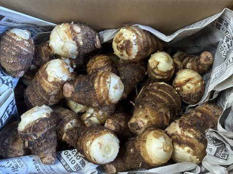 bio様　3Kg 食べごろサイズ（6月中旬発送） 旬です！ さといも3kg：愛知県産のその他里芋｜食べチョク｜産地直送