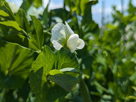 ＜自然栽培のスナップエンドウ　３００ｇ＞肥料不使用、農薬も不使用、固定種の自家採種で甘々！とにかく美味の≪スナップエンドウ≫を八ヶ岳南麓よりお届します