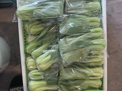 ほうれん草・ミニチンゲンサイセット80サイズ便！