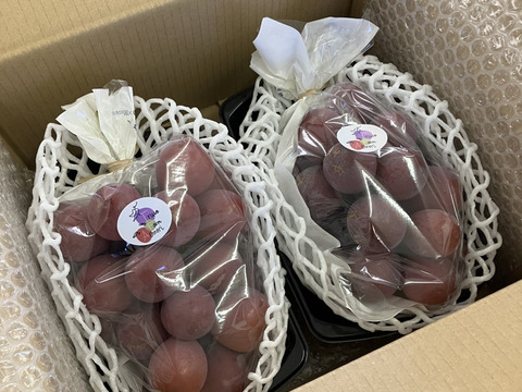 【2025年予約販売！9月出荷予定】甘～い☆クインニーナ 1～1.2kg（2房）青森県産、贈答、ギフト、家庭用にも