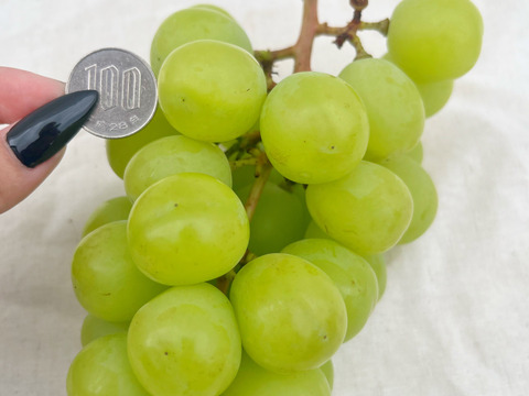 不揃いでも味は極上！🟢期間限定！シャインマスカット🟢ご家庭用【4房-約1.6kg】