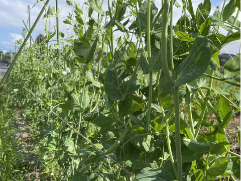 💡子供がポリポリ止まらない💡肉厚で甘い幻の古代種スナップエンドウ【農薬不使用】【化学肥料不使用】【品種改良なしの固定種野菜】🫛5月下旬予約🫛