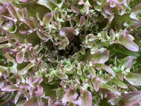 レタス（オーガニック）12玉〜ハンサムレッド