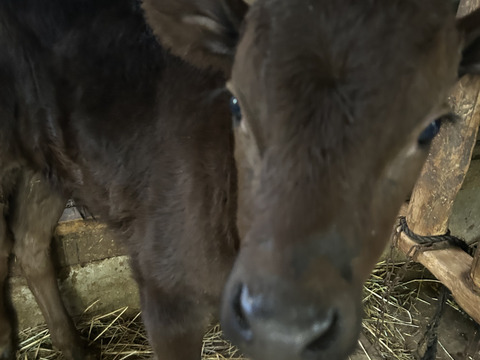 【淡路島産】淡路島玉ねぎ5kg M〜LLサイズ混合