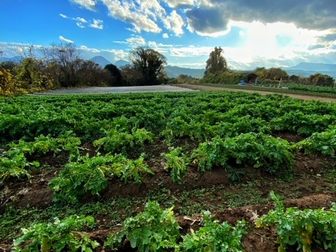 食べてびっくり！梨のような食感　与作大根！（自然栽培10㎏：約8～10本）