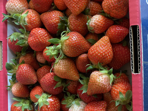 お買い得♪ジャム用いちご（ゆうべに）2kg
