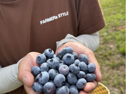 アミー大粒ブルーベリー 青い宝石の一粒(ブルーベリー大粒) 1000g(250g×4)：長野県産の