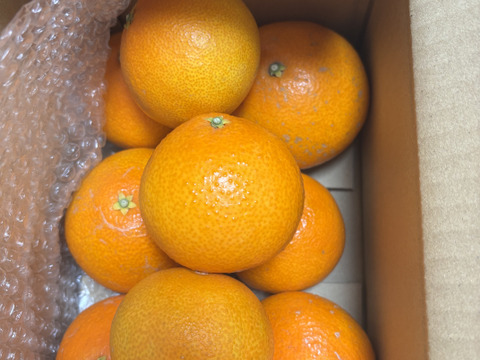 【ぷるん、とろり】完熟ハウス 福まどんな《ご家庭用 2kg》｜愛媛・西宇和産