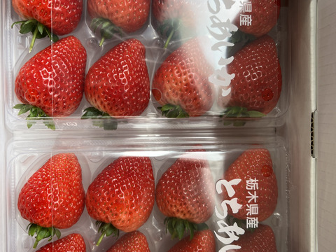 『朝採れ直送』甘さと酸味のバランスが自慢　栃木県産とちあいか