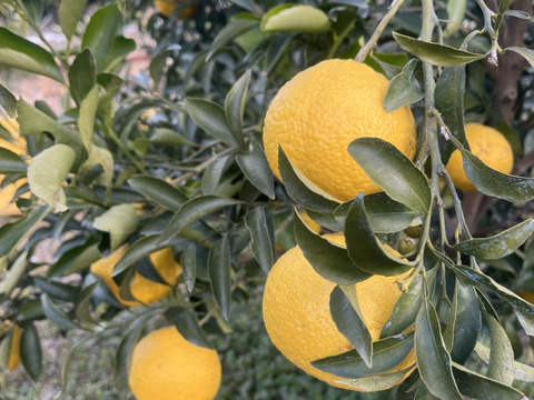 上品な柑橘「はるか」10kg