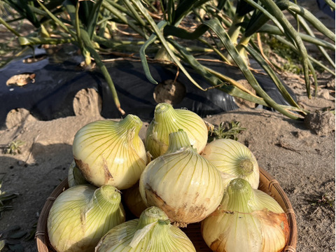 甘み濃厚！浜松産フレッシュ新玉ねぎ5㎏