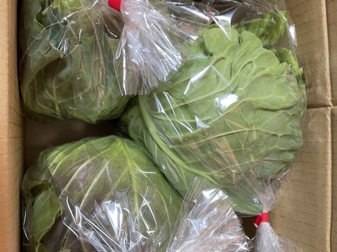 【超期間限定！】大人気♪甘くて柔らかおいしさ感動級♪「グリーンボール」3玉