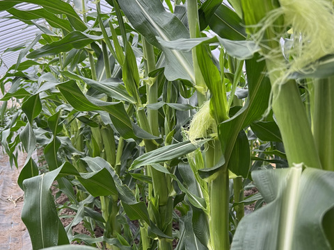 わたあめとうもろこし　6本　( ´ ▽ ` )あまー