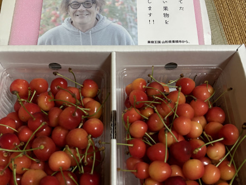 ★山形さくらんぼの産地東根市より初夏の味わい★～朝摘み～のもぎたて★さくらんぼ★佐藤錦★　ご家庭用　約１ｋｇ　ご家族でいかがですか？