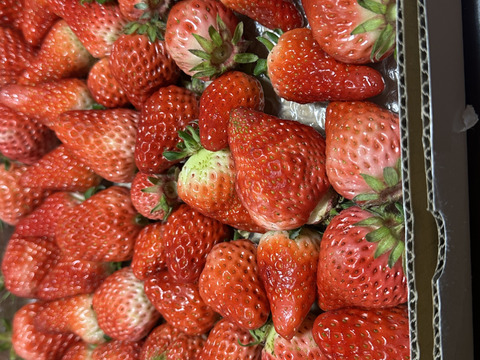 生の風味をお届け。気にしない方限定🍓バラ詰苺BOX（約1000g）大きさ形が不揃いです
