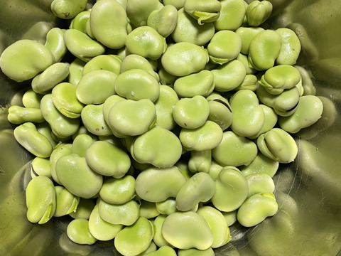 新鮮そら豆お届け便2.5kg