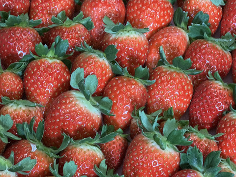 朝採れ、完熟収穫いちご　まりひめ　1～2月発送　250g × 2p